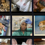 Satish Prajapati – Native Ads